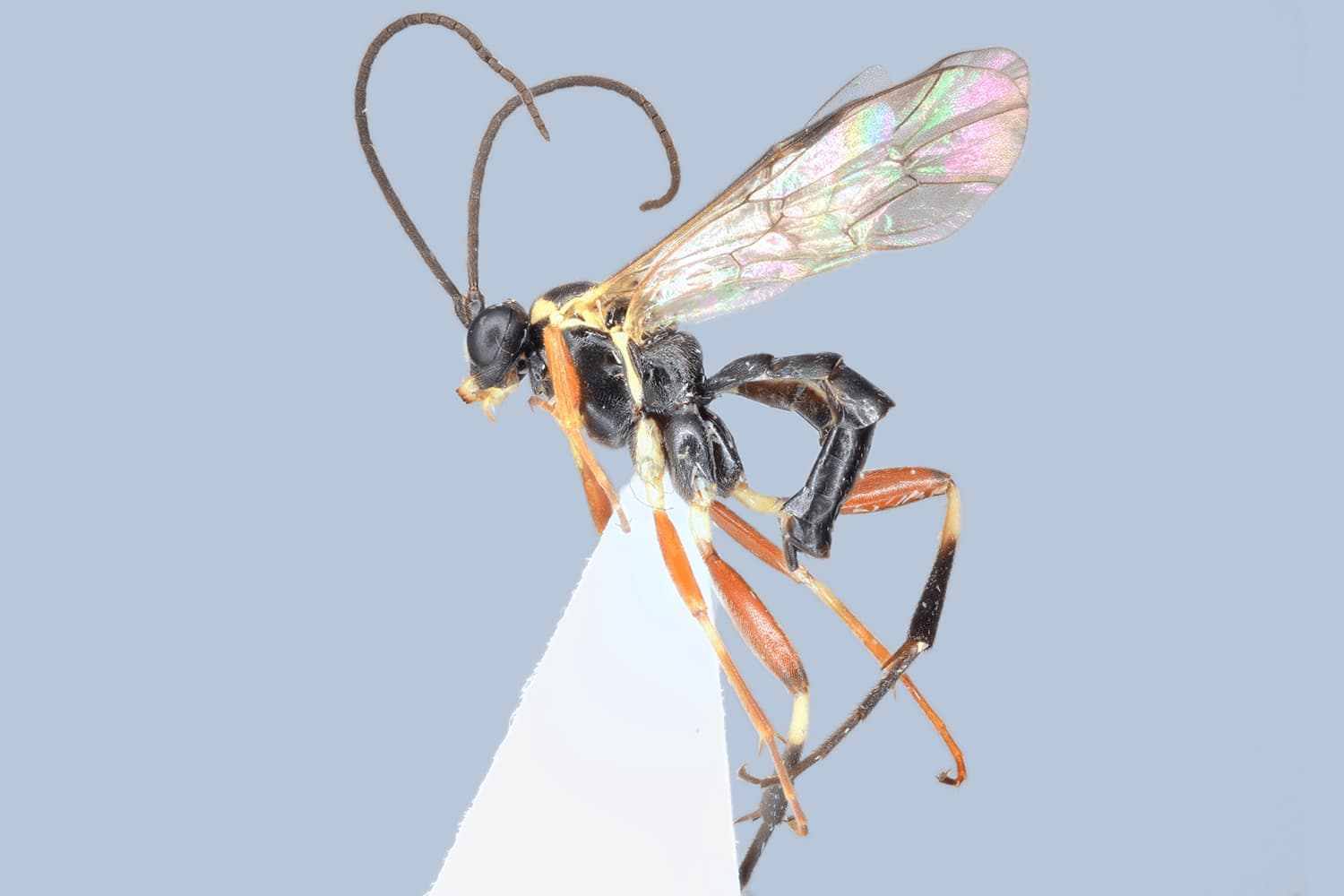Default image